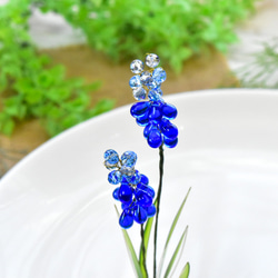 【植物標本 S】ムスカリ Muscari 8枚目の画像