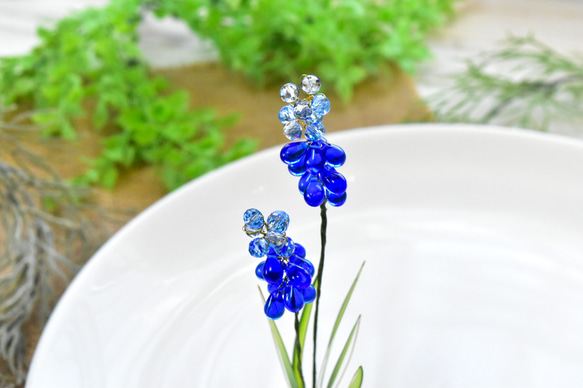 【植物標本 S】ムスカリ Muscari 8枚目の画像