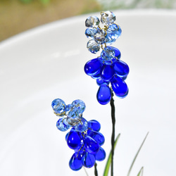 【植物標本 S】ムスカリ Muscari 9枚目の画像