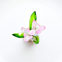 【植物標本 S】アッツザクラ spring starflower 白桃 6枚目の画像
