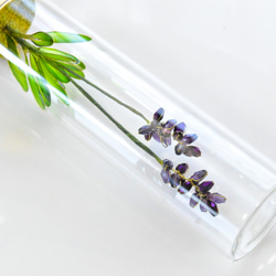 【植物標本 S】トゥルーラベンダー true lavender 9枚目の画像