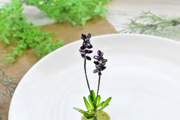 【植物標本 S】トゥルーラベンダー true lavender 7枚目の画像