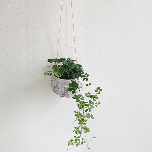 ○数量限定○ ”シュガーバイン cocoハンギングプランターセット