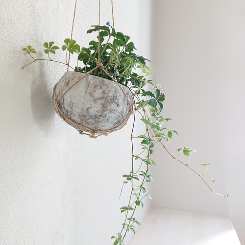 ○数量限定○ ”シュガーバイン cocoハンギングプランターセット