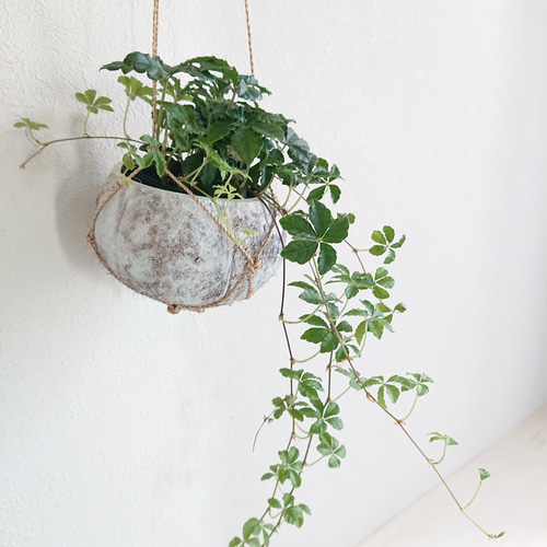 ○数量限定○ ”シュガーバイン cocoハンギングプランターセット