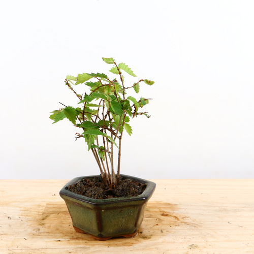 ケヤキ　寄せ植え　盆栽 ケヤキ 寄せ植え