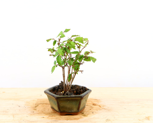 823610a717f775fc32789d82ddd8b3