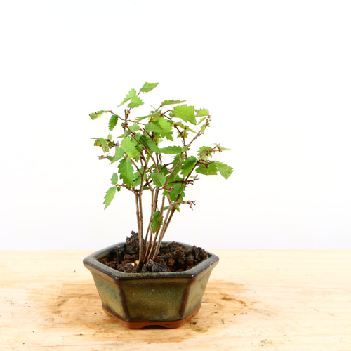 欅 盆栽 寄せ植え