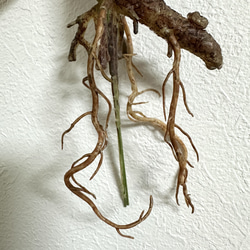 [送料込み] カラテア　フェイクグリーン　根付き　人工観葉植物　 4枚目の画像