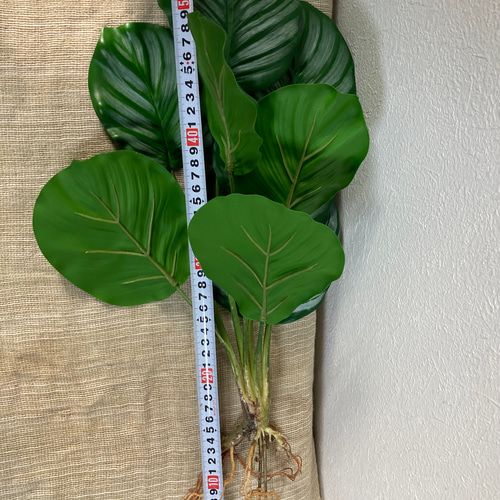 カラテア　観葉植物　フェイクグリーン カラテア - フェイクグリーン専用通販サイト – フェイクグリーン専門店