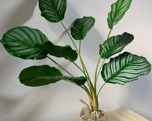 送料込み] カラテア フェイクグリーン 根付き 人工観葉植物 アート