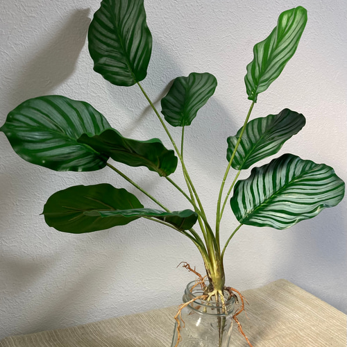 送料込み] カラテア フェイクグリーン 根付き 人工観葉植物 アート