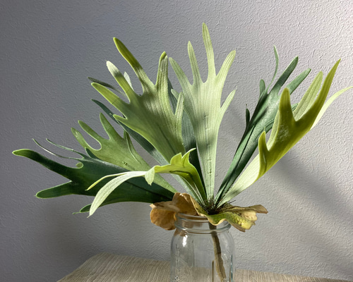 送料込み] ビカクシダ フェイクグリーン 根付き 人工観葉植物 アート