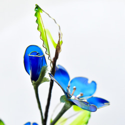 【植物標本 S】さくら Cherry Blossoms 紺青色 12枚目の画像