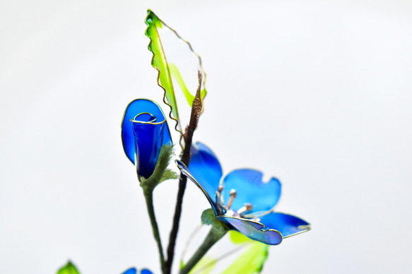 【植物標本 S】さくら Cherry Blossoms 紺青色 12枚目の画像