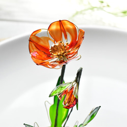 【植物標本 S】コクリコ Corn poppy オレンジ 5枚目の画像