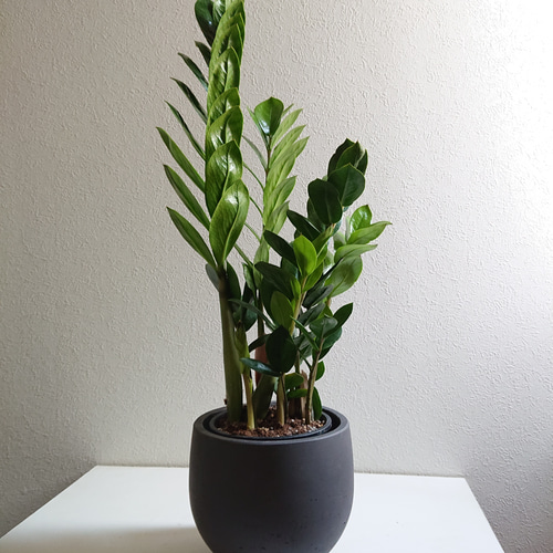 斑入りザミオクルカス大株鉢ごと現品 斑入りザミオクルカス大株鉢ごと現品 斑入りザミオクルカス大株鉢ごと現品