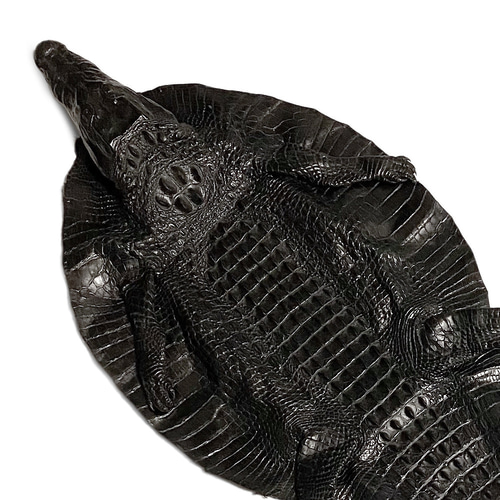 超希少 特大 クロコダイル 頭付き ワニ革 ホーンバック (背革