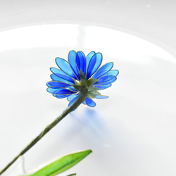 【植物標本 S】ガーベラ Gerbera ブルー 9枚目の画像