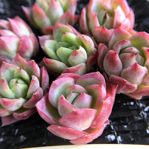 新入荷 新品種 多肉植物 エケベリア 桜桃大福hyb カット苗 1苗999円