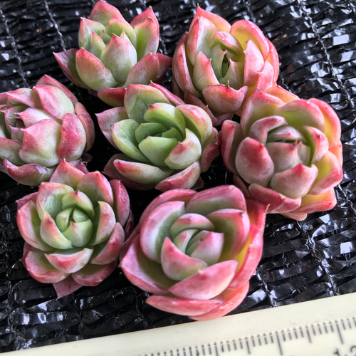 新入荷 新品種 多肉植物 エケベリア 桜桃大福hyb カット苗 1苗 新入荷 新品種 多肉植物 エケベリア 桜桃大福hyb カット苗 1苗