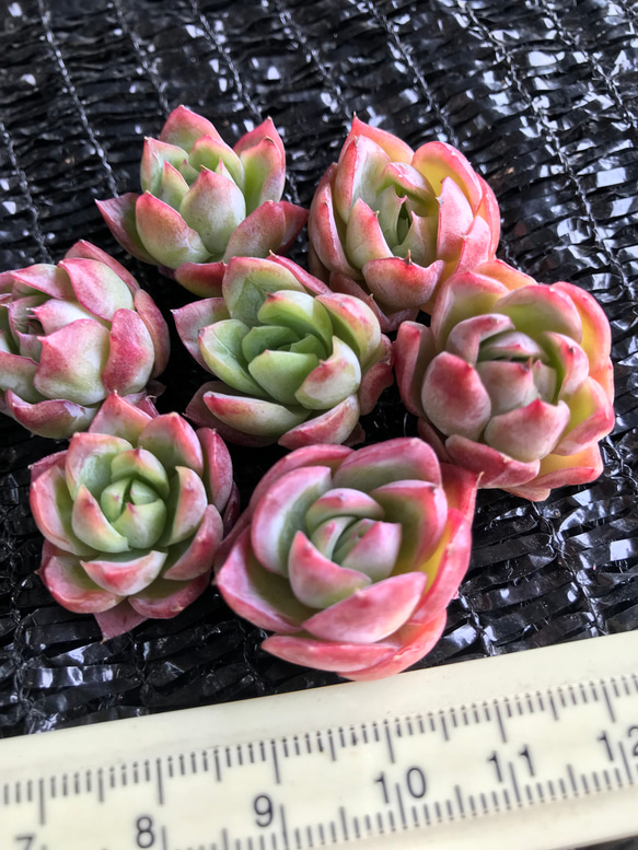 新入荷　新品種　多肉植物　エケベリア　桜桃大福hyb  カット苗　1苗999円 2枚目の画像