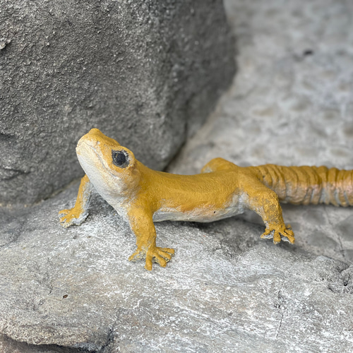 レオ様ご確認用です。極上芸、斑入りマユハケオモト Pin page