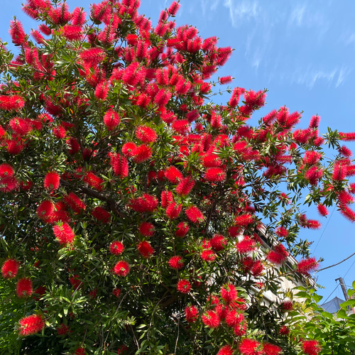 ドライフラワー 横型 スワッグ ガーランド 金宝樹 ブラシの木 Y2