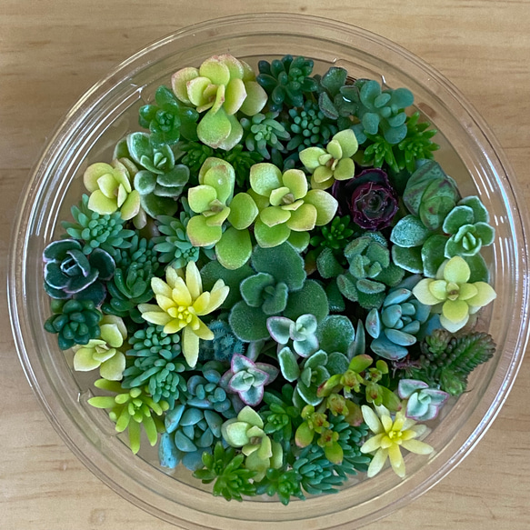✨ローズアイスプラム✨ ランダム配送 カット苗 寄せ植え 多肉植物 ✨ローズアイスプラム✨ ランダム配送 カット苗 寄せ植え 多肉植物