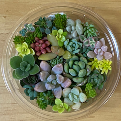 多肉植物　セダム　斑入り森村万年草　カット苗　10カット 多肉植物 セダム 森村万年草 切り苗20カット 多肉植物 jt-dreams 通販