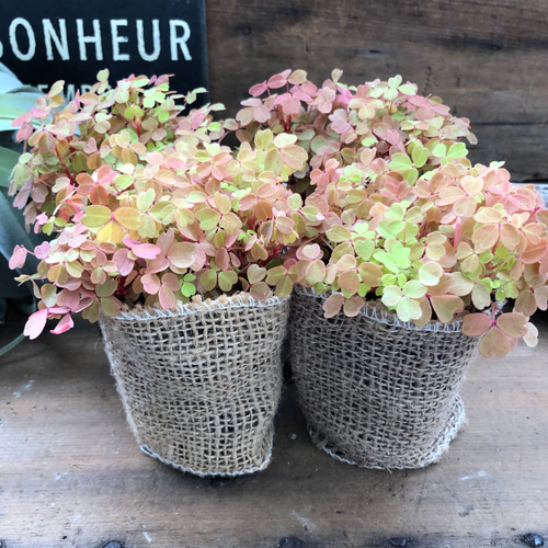 黄昏♡たそがれ♡オキザリス♡即完売♡可愛い アートフラワー パリ