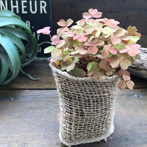 黄昏♡たそがれ♡オキザリス♡即完売♡可愛い アートフラワー パリ