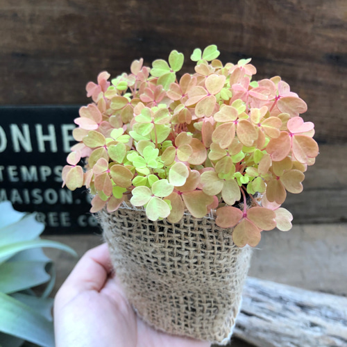 黄昏♡たそがれ♡オキザリス♡即完売♡可愛い アートフラワー パリ