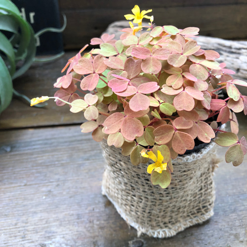 黄昏♡たそがれ♡オキザリス♡即完売♡可愛い アートフラワー パリ