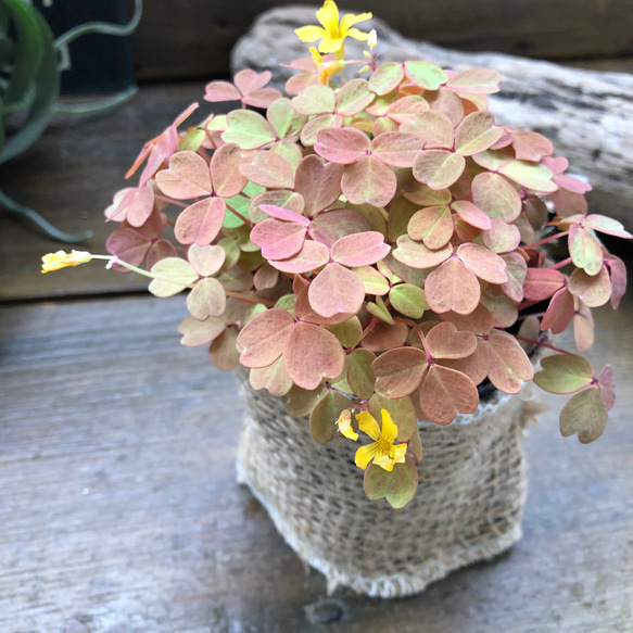 黄昏♡たそがれ♡オキザリス♡即完売♡可愛い アートフラワー パリ