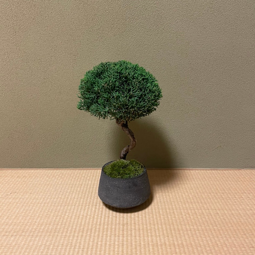 シンパク（盆栽持ち込み古い）インテリア用サイズ f238b3f6cb969ba1923377b1d22111