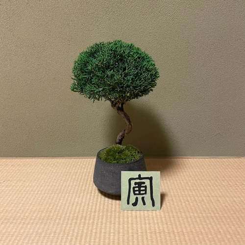 盆栽素材 真柏1 成長中♥ 真柏盆栽 | 盆栽工房WABI