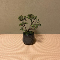 寅とコウチョウキ(香丁木) のミニ盆栽 8枚目の画像
