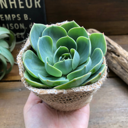 七福神♡人気♡エケベリア♡多肉植物♡ 20枚目の画像