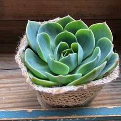 七福神♡人気♡エケベリア♡多肉植物♡ 2枚目の画像