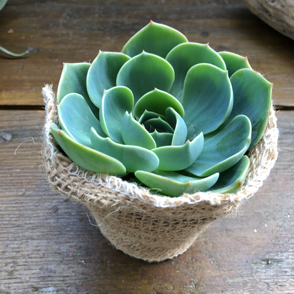 七福神♡人気♡エケベリア♡多肉植物♡ 4枚目の画像