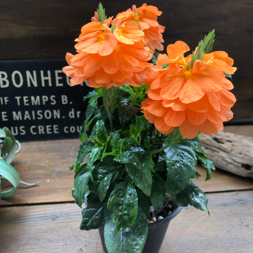 サマーキャンドル♡クロサンドラ♡かがり火♡オレンジの花 アート