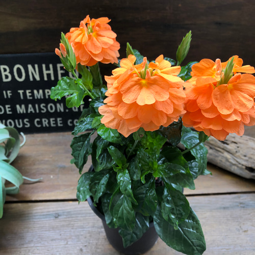 サマーキャンドル♡クロサンドラ♡かがり火♡オレンジの花 アート