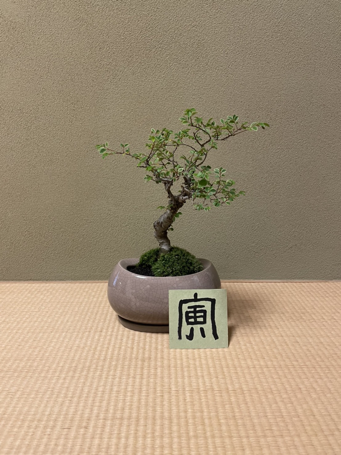 寅とニレケヤキ(楡欅) のミニ盆栽 盆栽 nagomi 通販｜Creema(クリーマ)
