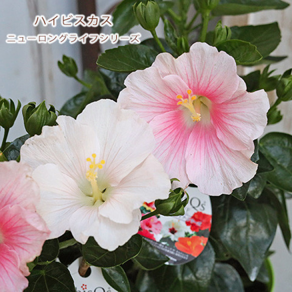 再入荷花苗 ハイビスカス ニューロングライフ サブリナ 4号 秋までよく咲く コンパクト 多花性 ピンク ホワイト 1枚目の画像
