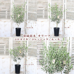 常緑苗木 オリーブ コロネイキ／コレッジョラ／ルッカ 5号 高さ85cm