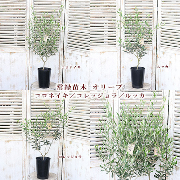 オリーブの木　コレッジョラ　10号　約180cm　K-184　一点物 寒さに強い・開帳型】コレッジョラ（オリーブの木）〈病害虫に
