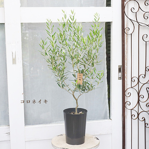 常緑苗木 オリーブ コロネイキ／コレッジョラ／ルッカ 5号 高さ85cm