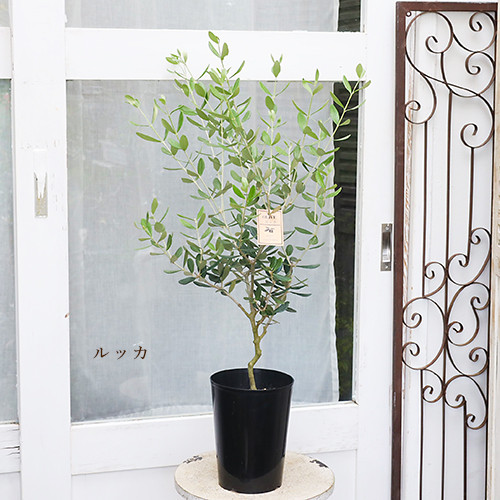 常緑苗木 オリーブ コロネイキ／コレッジョラ／ルッカ 5号 高さ85cm