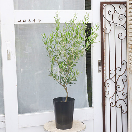 常緑苗木 オリーブ コロネイキ／コレッジョラ／ルッカ 5号 高さ85cm